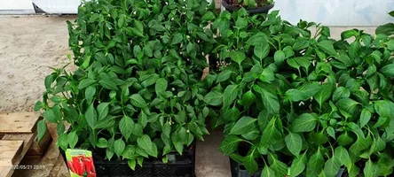 تصویر 4 از نشا فلفل دلمه‌ ای مقاوم به بیماری‌ ها